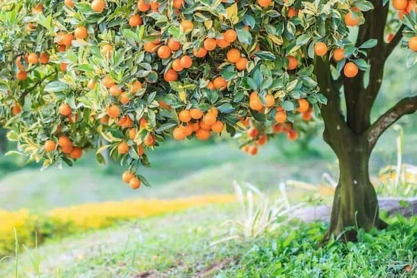 Orange_Plant_(Hybrid,_Pack_of_1)