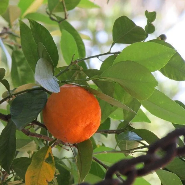 Orange_Plant_(Hybrid,_Pack_of_1)