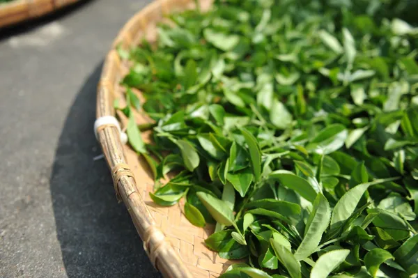 Tea_Plant_(Hybrid,_Pack_of_1)