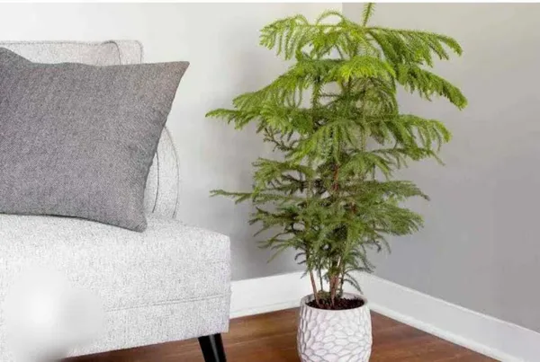 Christmas_Tree_Plant_(Hybrid,_Pack_of_1)