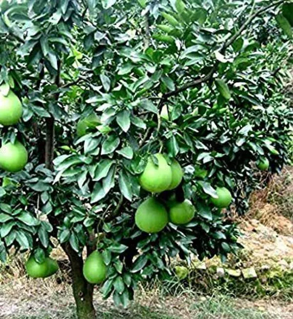 Lemon_Plant_(Hybrid,_Pack_of_1)