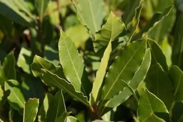 Bay_Leaf_Plant_(Hybrid,_Pack_of_1)