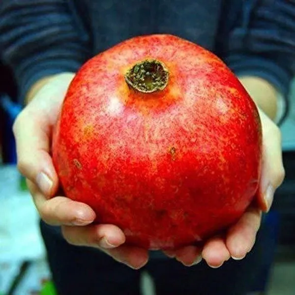 Pomegranate_Plant_(Hybrid,_Pack_of_1)