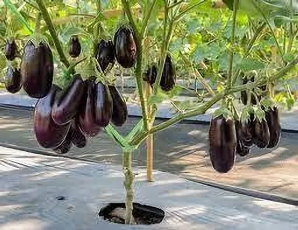 Brinjal_(Hybrid,_Pack_of_1)