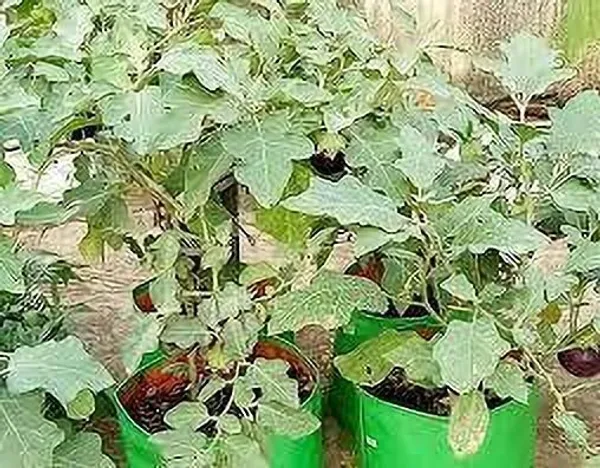 Brinjal_(Hybrid,_Pack_of_1)