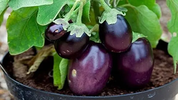 Brinjal_(Hybrid,_Pack_of_1)