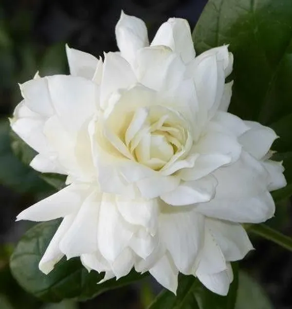 Jasmine_Plant_(Hybrid,_Pack_of_1)