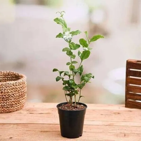 Jasmine_Plant_(Hybrid,_Pack_of_1)