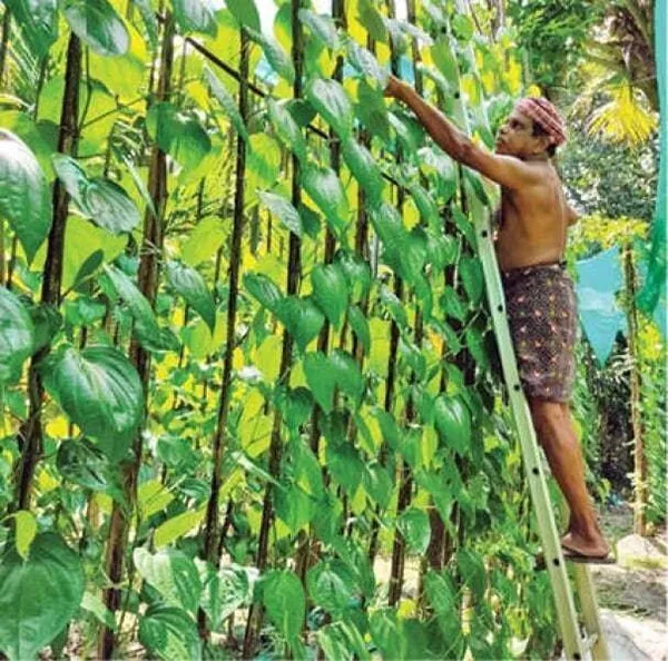 Betel_Leaf_Plant_(Hybrid,_Pack_of_1)