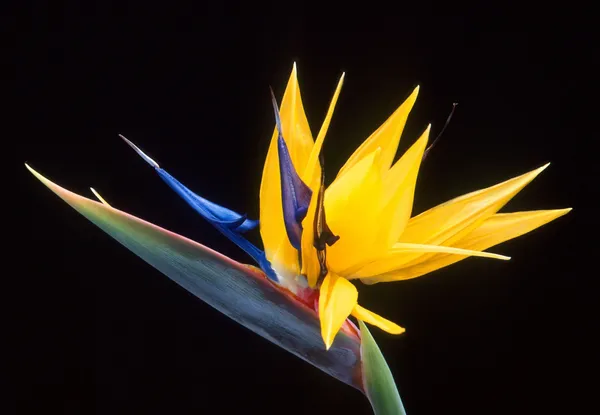 Bird_of_Paradise_Plant_(Hybrid,_Pack_of_1)