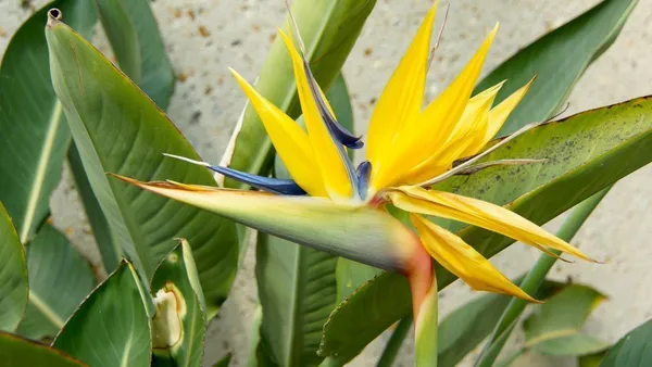 Bird_of_Paradise_Plant_(Hybrid,_Pack_of_1)
