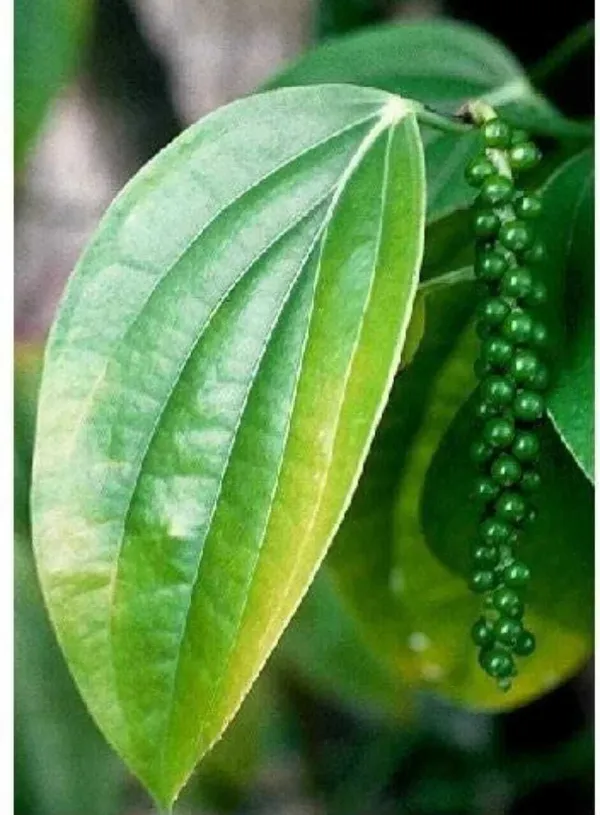Black_Pepper_Plant_(Hybrid,_Pack_of_1)