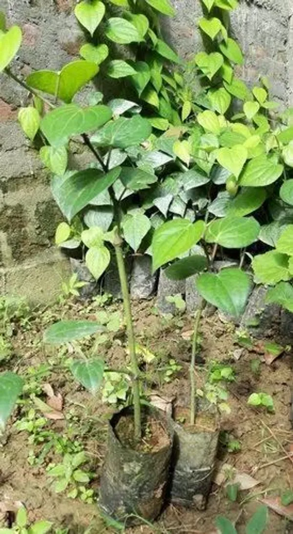 Black_Pepper_Plant_(Hybrid,_Pack_of_1)