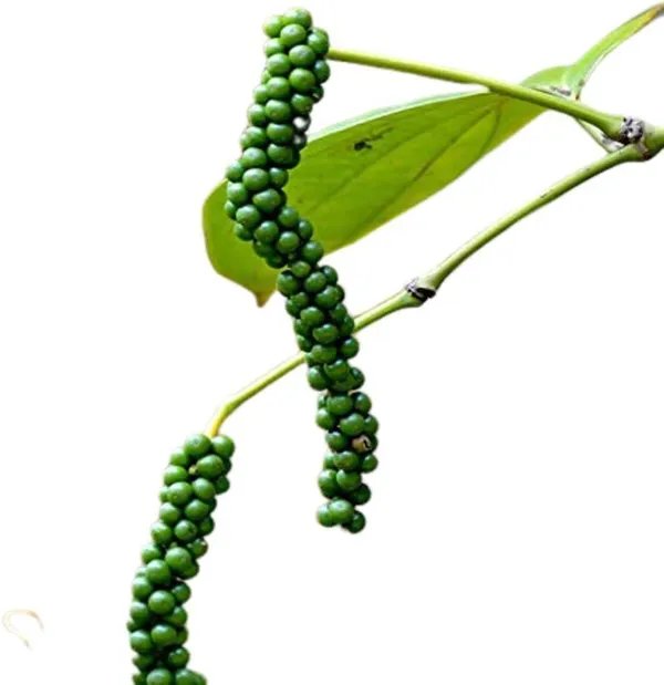 Black_Pepper_Plant_(Hybrid,_Pack_of_1)