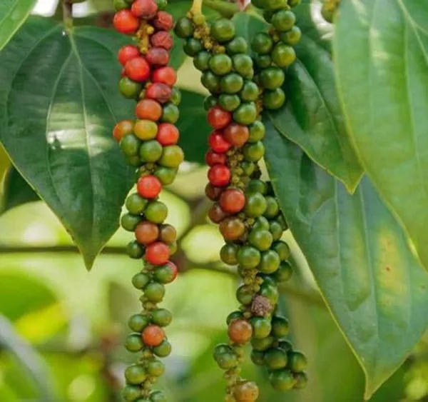 Black_Pepper_Plant_(Hybrid,_Pack_of_1)