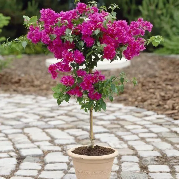 Heart_Leaf_Oxycardium_Plant_(Hybrid,_Pack_of_1)