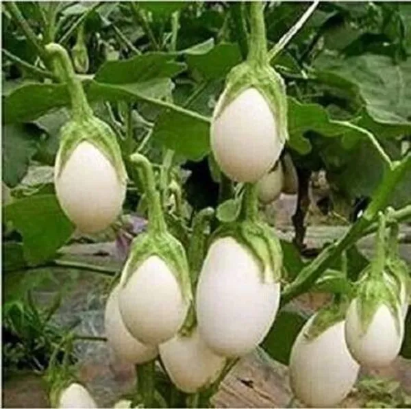 Brinjal_(Hybrid,_Pack_of_1)