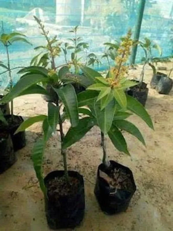 Mango_Plant_(Hybrid,_Pack_of_1)