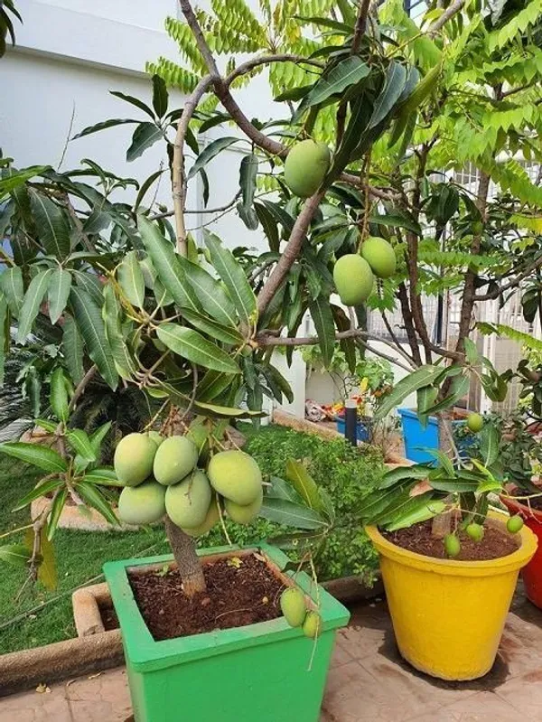 Mango_Plant_(Hybrid,_Pack_of_1)