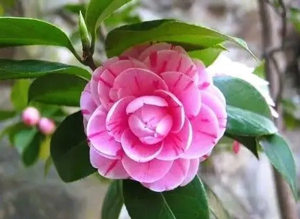 Chandini_Flowering_Plant_(Hybrid,_Pack_of_1)