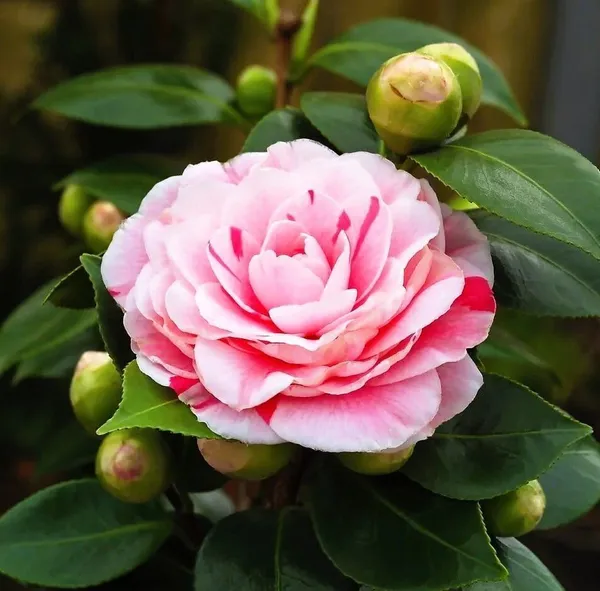 Chandini_Flowering_Plant_(Hybrid,_Pack_of_1)