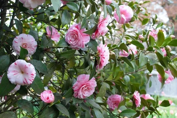 Chandini_Flowering_Plant_(Hybrid,_Pack_of_1)