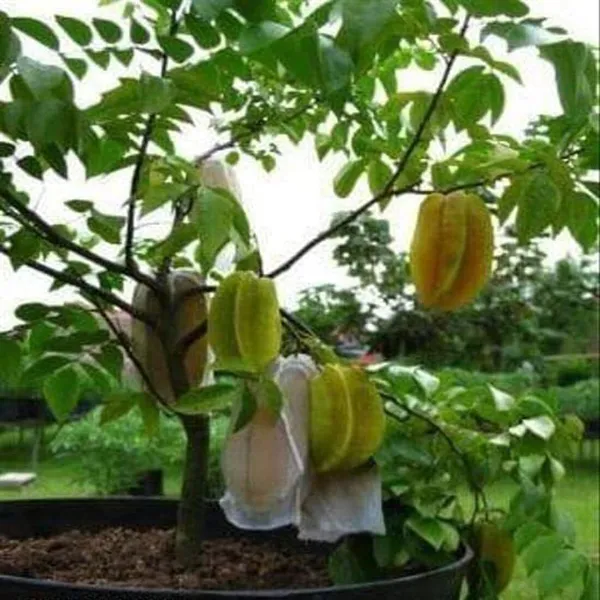 Star_Fruit_Carambola_Grafted_Plant_(Hybrid,_Pack_of_1)