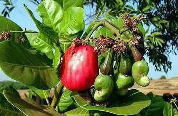 Cashew_Apple_Plant_(Hybrid,_Pack_of_1)