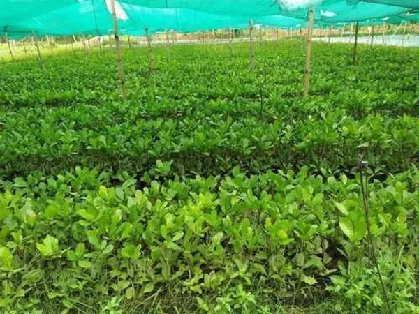 Cashew_Apple_Plant_(Hybrid,_Pack_of_1)