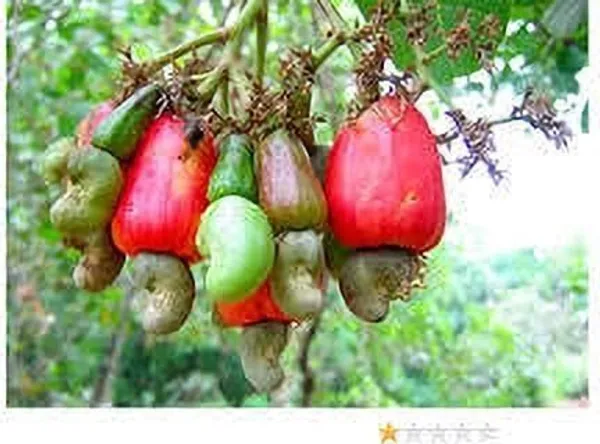 Cashew_Apple_Plant_(Hybrid,_Pack_of_1)