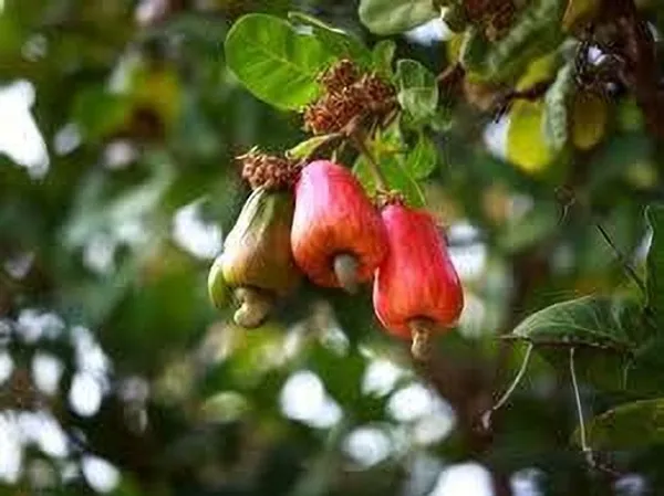 Cashew_Apple_Plant_(Hybrid,_Pack_of_1)