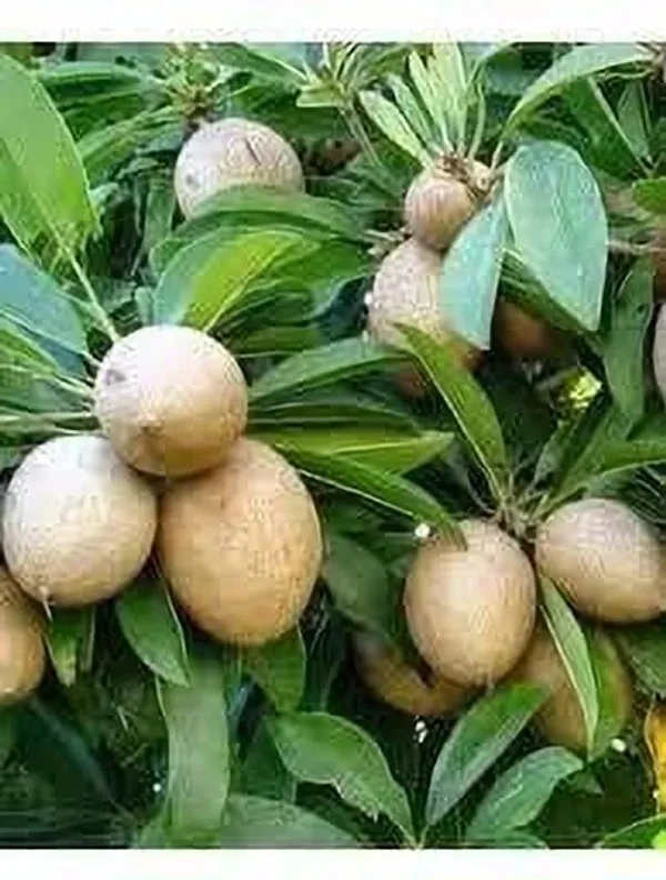 Chiku_Plant_(Hybrid,_Pack_of_1)