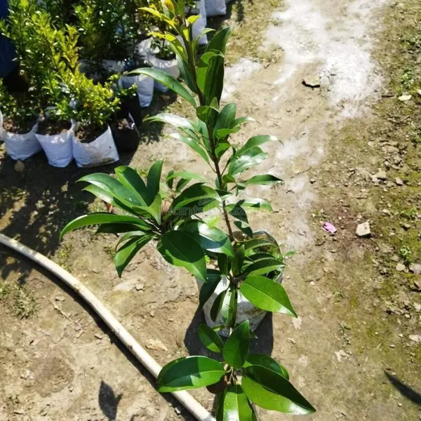 Wood_Apple_Plant_(Hybrid,_Pack_of_1)