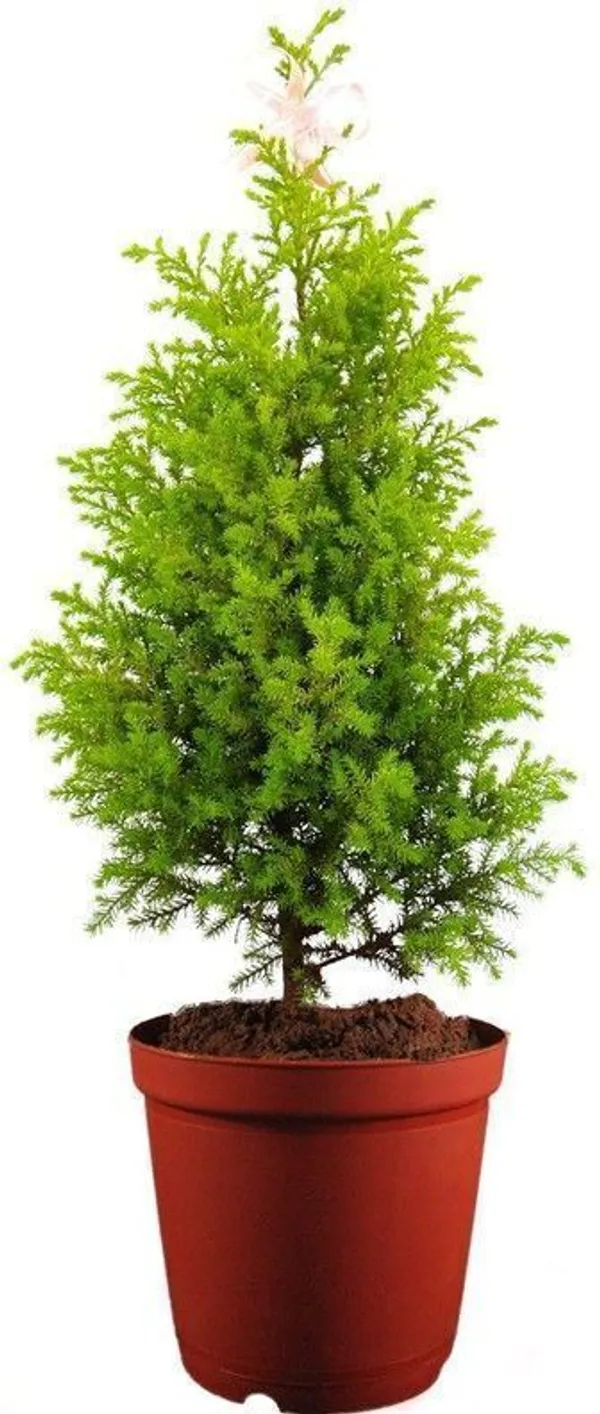 Christmas_Tree_Plant_(Hybrid,_Pack_of_1)