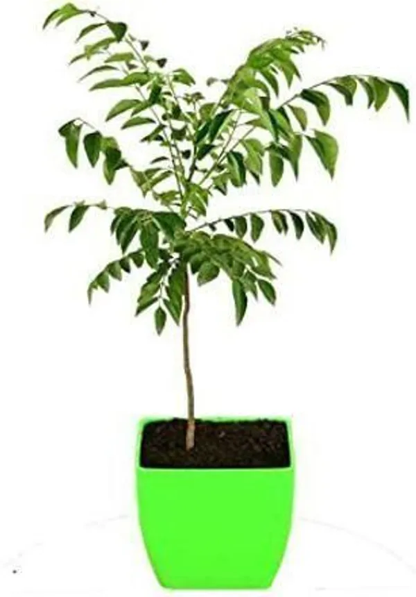 Curry_Leaf_Plant_(Hybrid,_Pack_of_1)