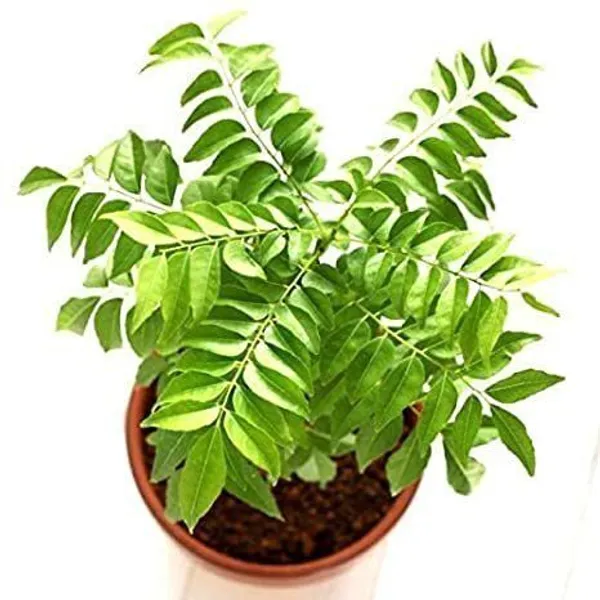 Curry_Leaf_Plant_(Hybrid,_Pack_of_1)