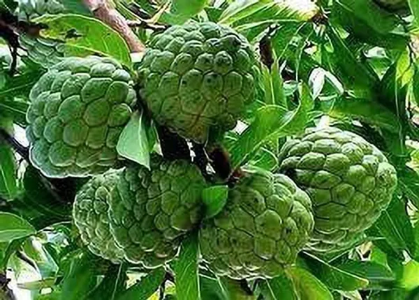 Custard_Apple_Plant_(Hybrid,_Pack_of_1)