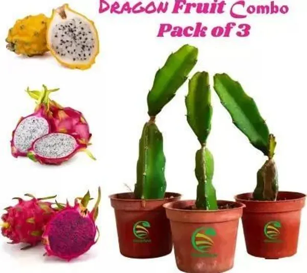 Dragon_Tree_(Hybrid,_Pack_of_1)