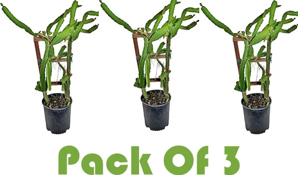 Dragon_Tree_(Hybrid,_Pack_of_1)