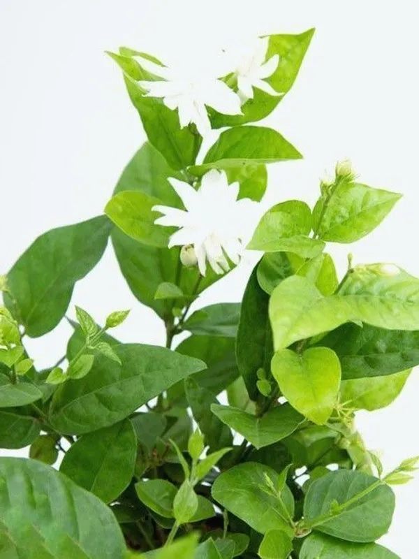 Jasmine_Plant_(Hybrid,_Pack_of_1)