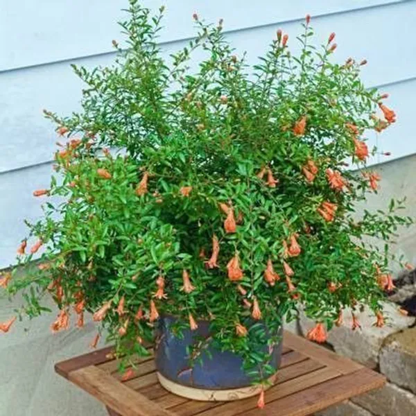 Pomegranate_Plant_(Hybrid,_Pack_of_1)