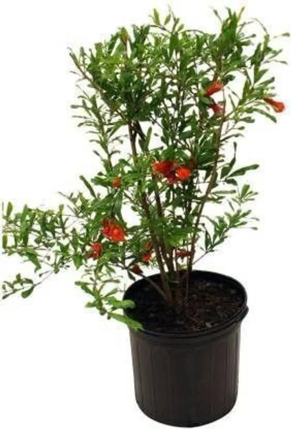Pomegranate_Plant_(Hybrid,_Pack_of_1)