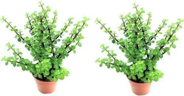 Jade_Plant_(Hybrid,_Pack_of_1)