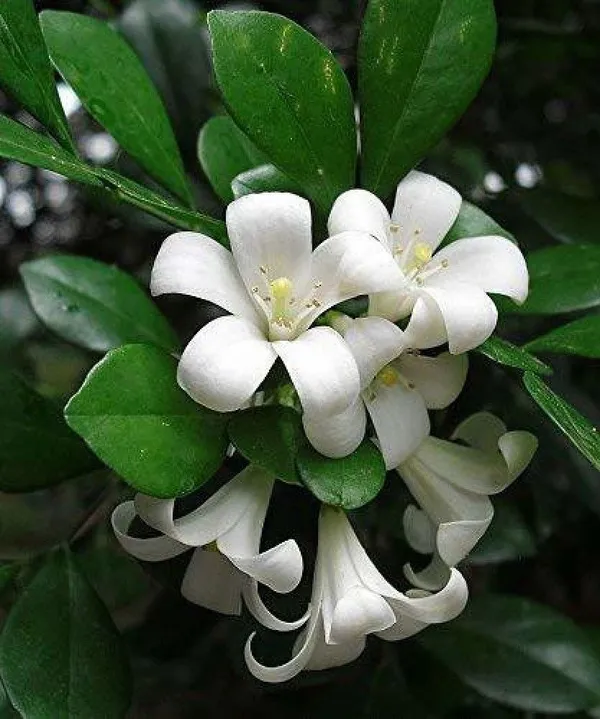 Madhu_Kamini_Plant_(Hybrid,_Pack_of_1)