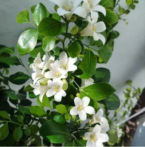 Madhu_Kamini_Plant_(Hybrid,_Pack_of_1)
