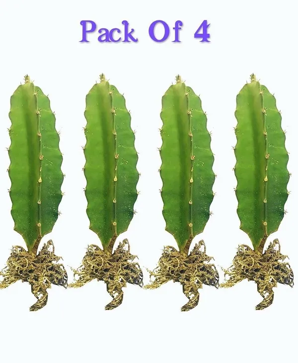 Dragon_Tree_(Hybrid,_Pack_of_4)