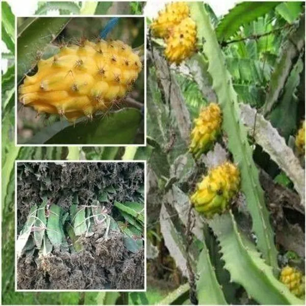 Dragon_Tree_(Hybrid,_Pack_of_1)