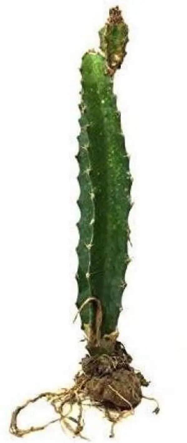 Dragon_Tree_(Hybrid,_Pack_of_1)