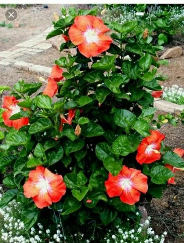 Hibiscus_Plant_(Hybrid,_Pack_of_1)