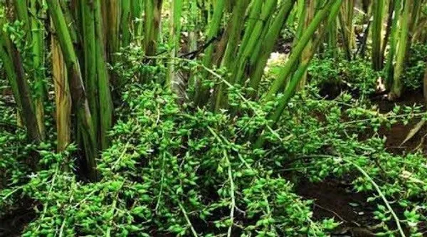 Elaichi/Cardamom_Plant_(Hybrid,_Pack_of_1)